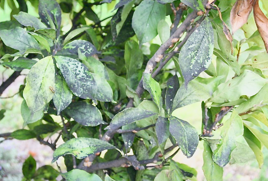 Know Before You Grow Honeydew…What’s it telling you? News, Sports